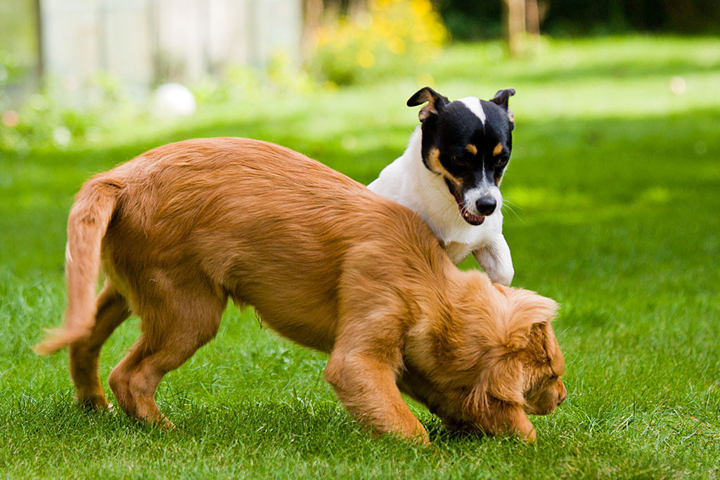Edison und Oreo toben auf der Wiese