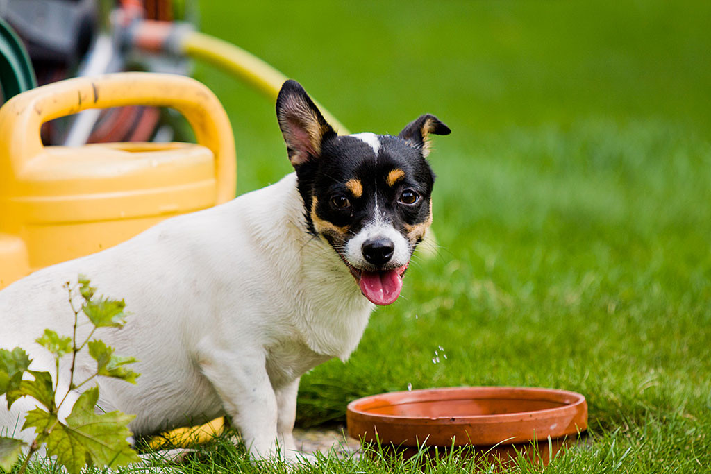 Oreo schaut von der Wasserschüssel hoch