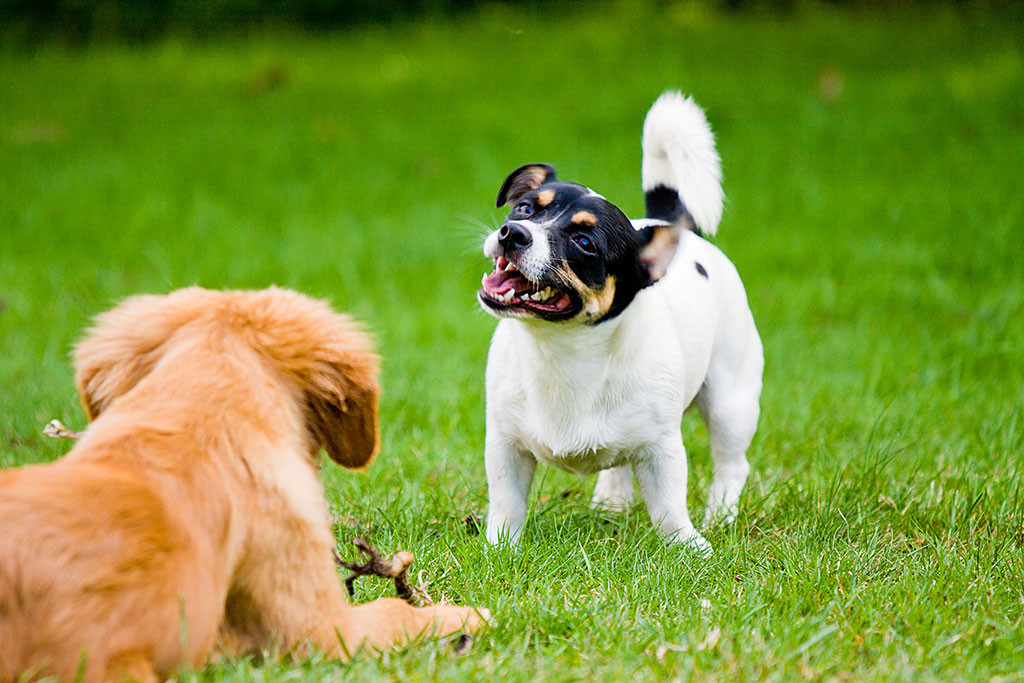 Edison knabbert an einem Stock und Oreo schüttelt sich