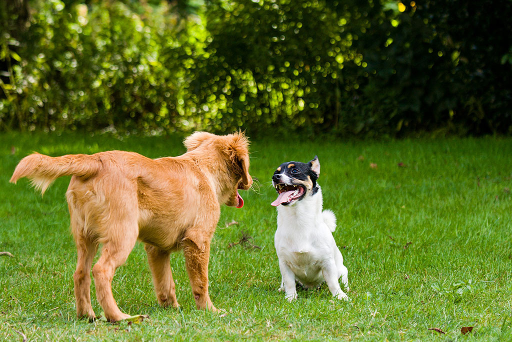 Edison und Oreo schauen einander an