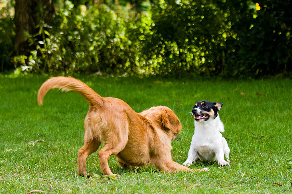 Edison fordert Oreo zum Spielen auf