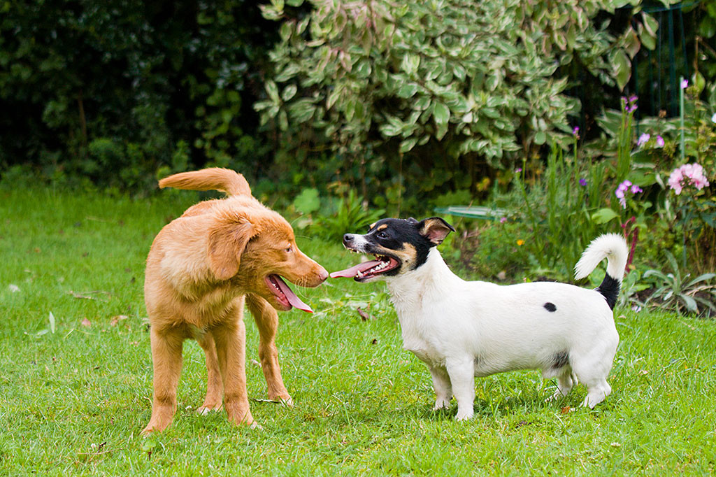 Edison und Oreo verschnaufen, während ihnen die Zungen aus dem Maul hängen