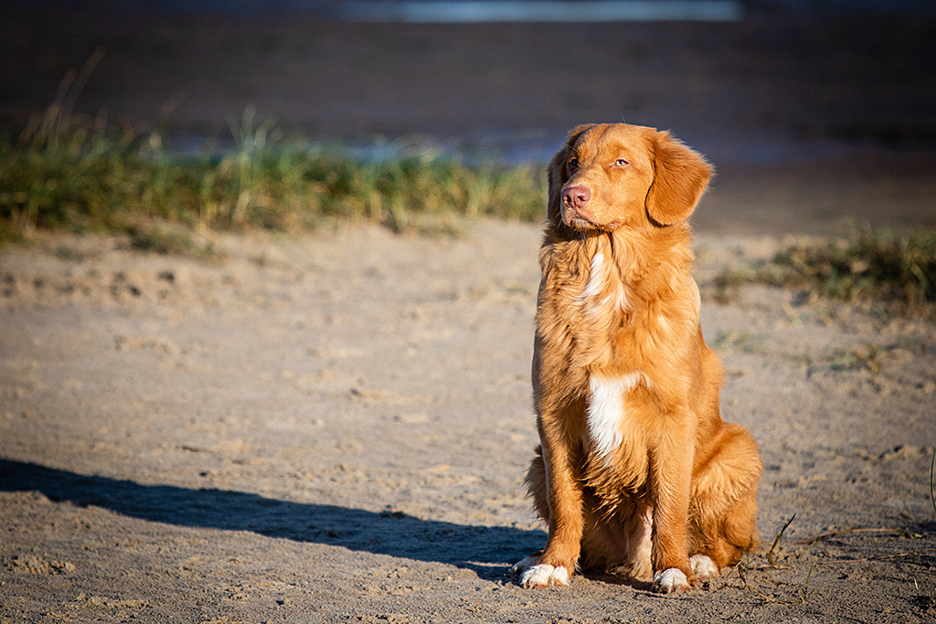 Newton sitzt wartend am Strand