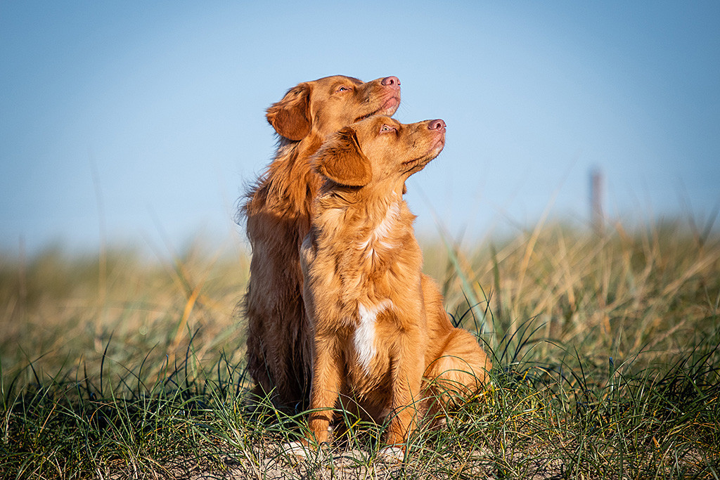 Newton sitzt frontal vor Edison, beide schauen nach rechts oben mit ihren Köpfen