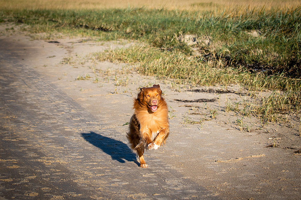 Edison rennt voller Freude über den Strand und hat dabei nur ein Hinterbein am Boden