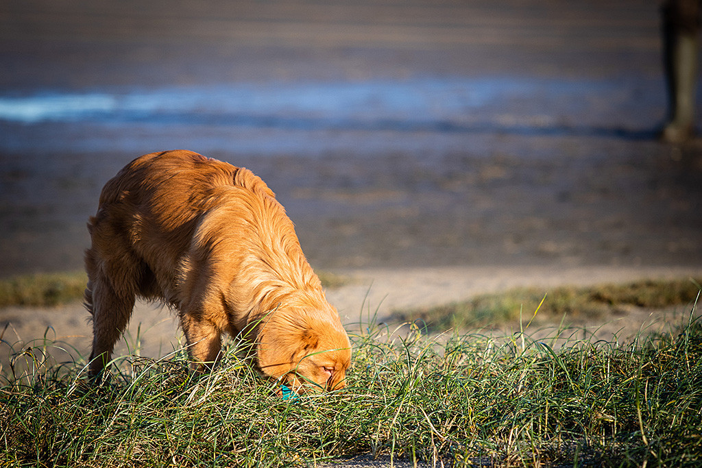 Newton findet den Dummy im Gras auf einer kleinen Insel im Wattenmeer