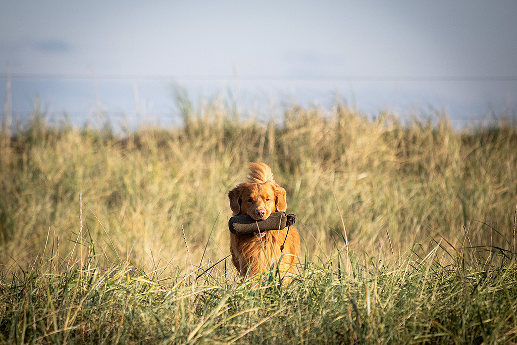 Edison steht mit Dummy im Fang in den grasbewachsenen Dünen