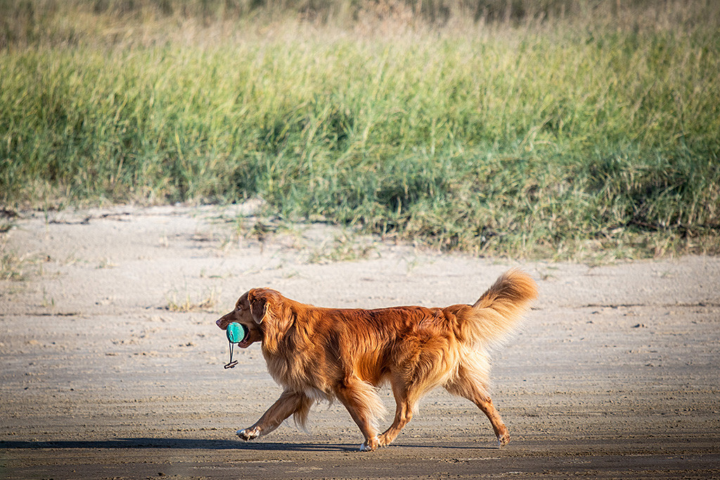 Edison läuft mit Dummy im Fang am Strand entlang