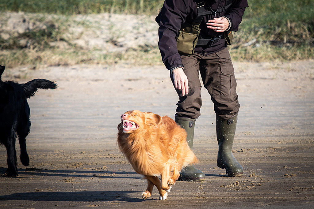Edison wird von Stephan auf den Dummy geschickt und rennt mit irrem Gesichtsausdruck los