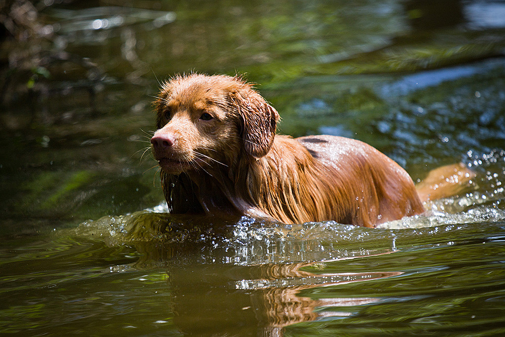 Edison steigt gerade aus dem Wasser