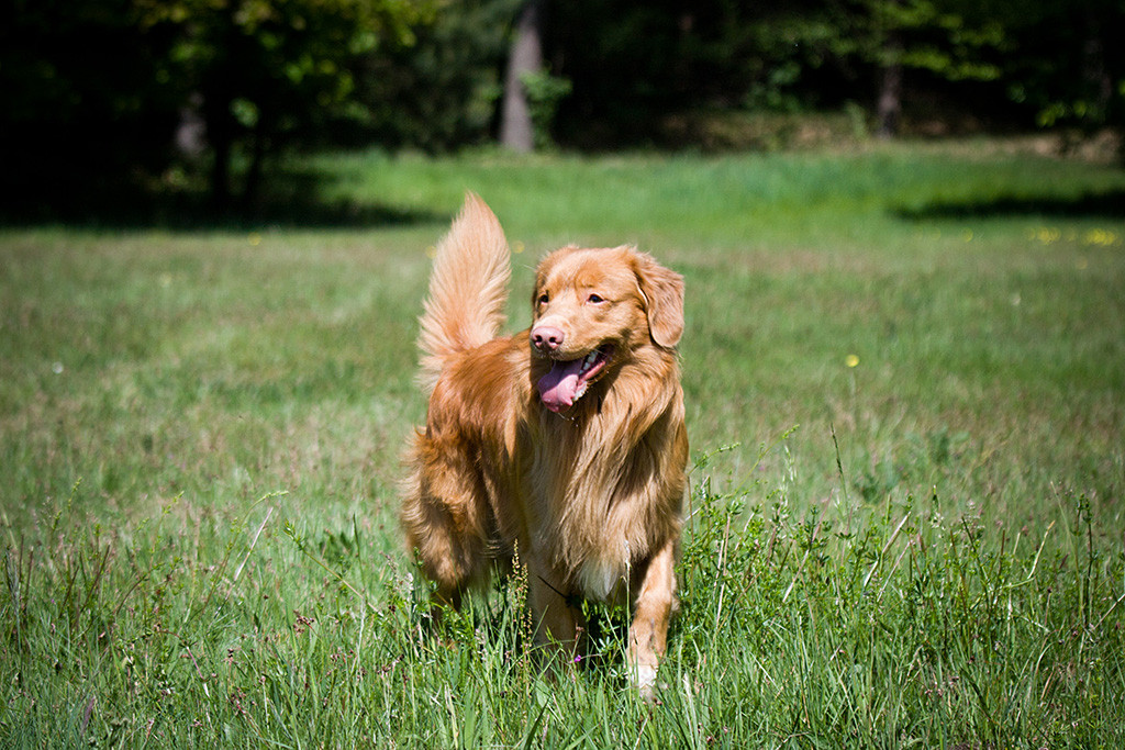 Edison stolziert lächelnderweise über die Wiese