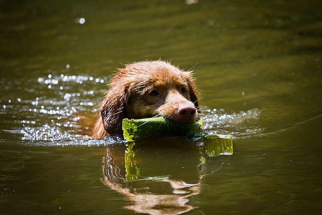 Edison apportiert eine Seerose aus dem Wasser
