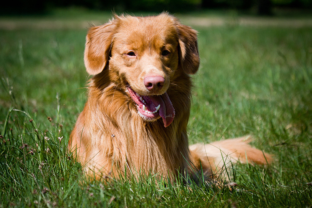 Edison liegt lächelnderweise auf der Wiese uns lässt die Zunge seitlich raushängen