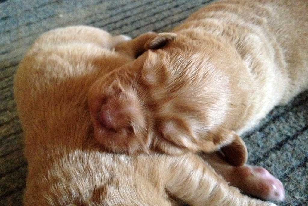 Der Kopf von einem kleinen Toller auf dem Po eines anderen Welpen