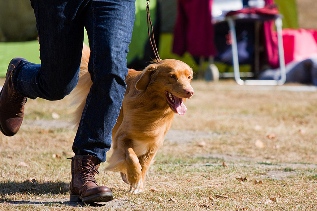 Edison läuft mit herausgestreckter Zunge an Stephans Seite