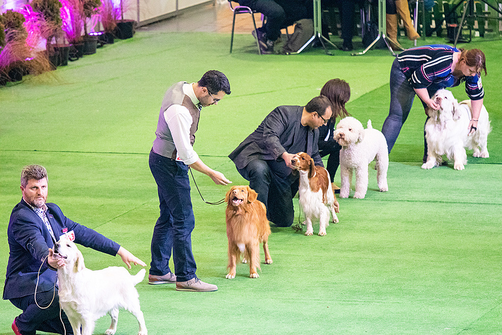 Edison steht aufgereiht im Ehrenring hinter dem Golden und vor einem Springer Spaniel
