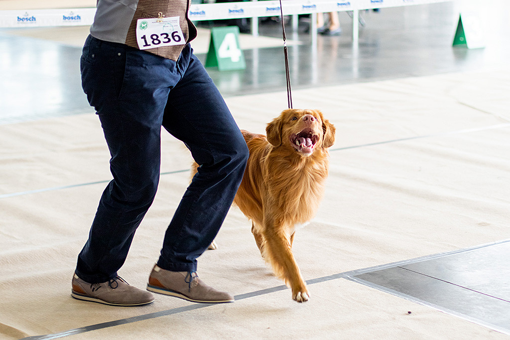 Edison läuft freudestrahlend an Stephans Seite und schaut zu ihm hoch