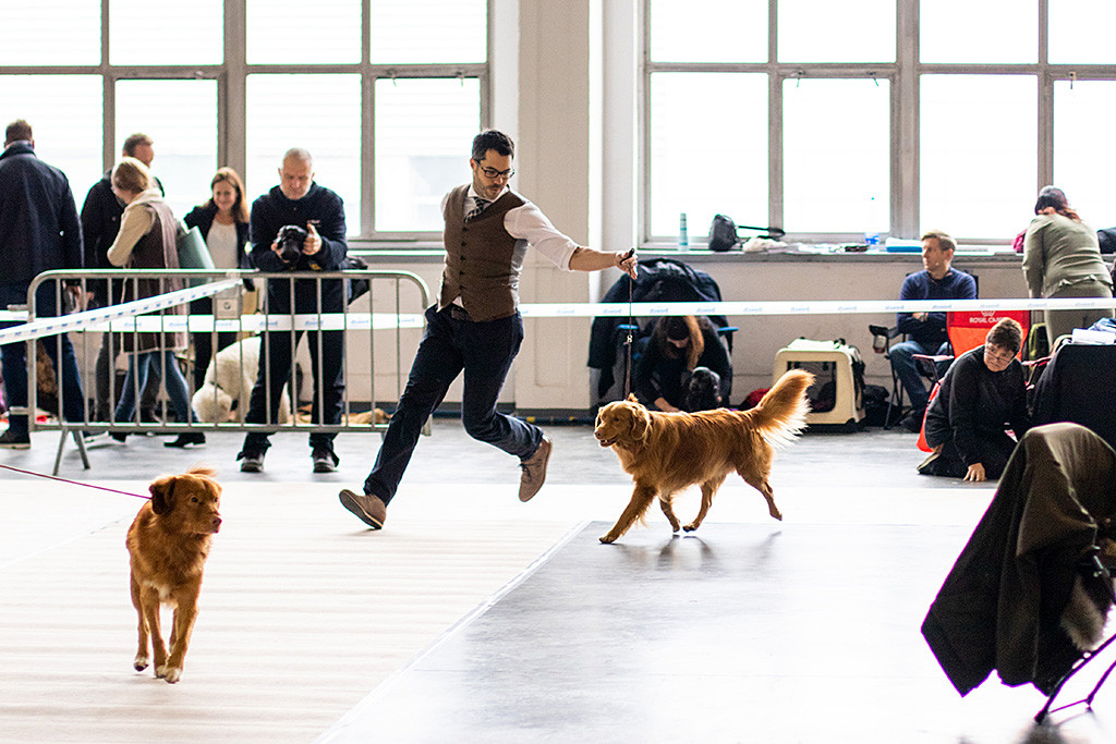 Edison läuft an Stephans Seite zusammen mit dem anderen Rüden aus der Championklasse durch den Ring