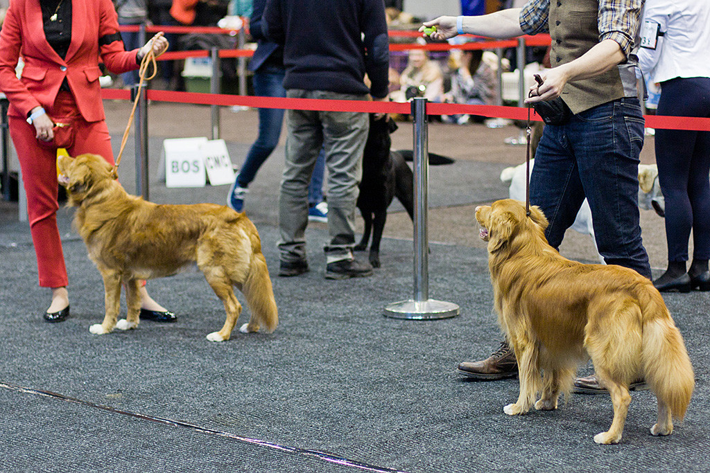 Edison und der zweite Championrüde nehmen Aufstellung