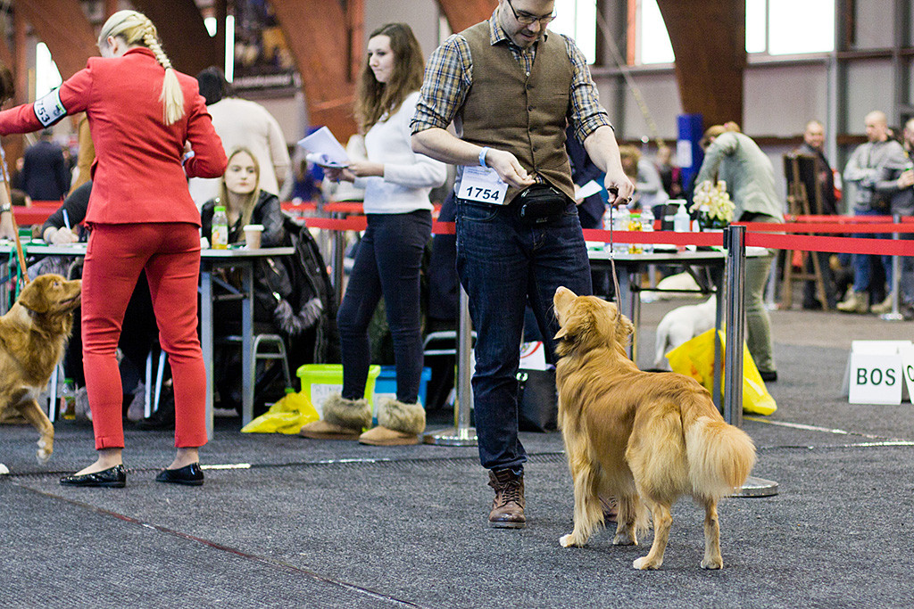 Edison steht frontal vor Stephan und wartet während im Hintergrund der andere Championrüde vor dem Richtertisch steht