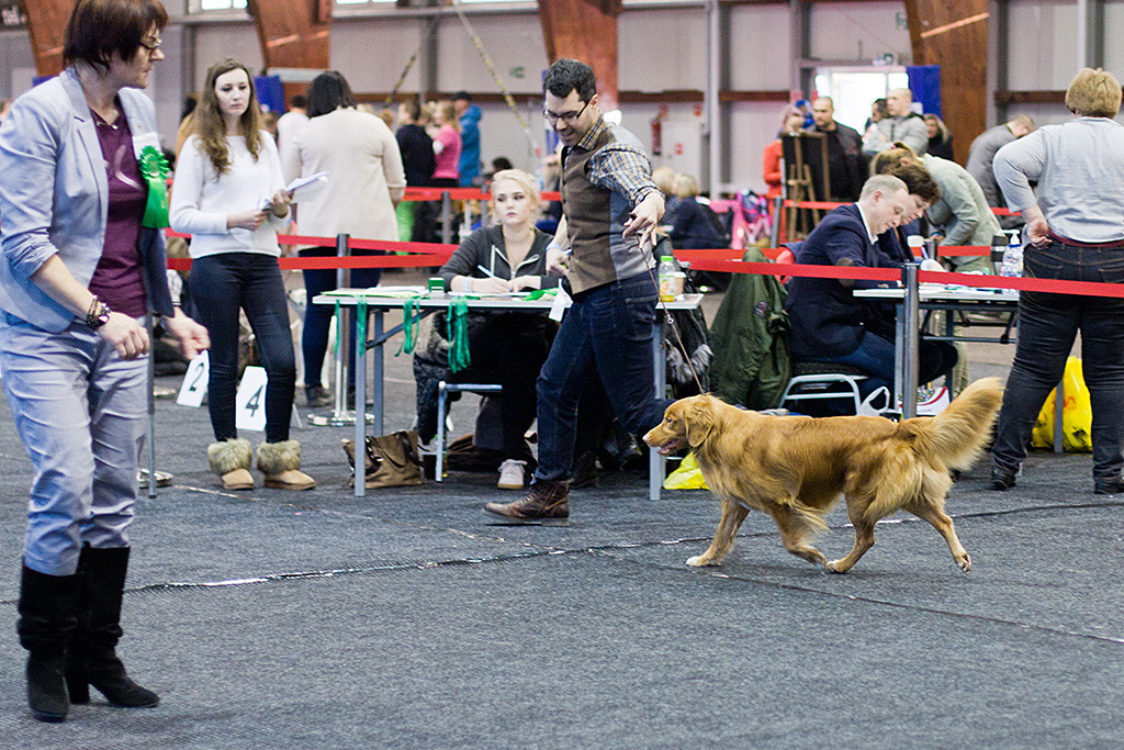 Edison läuft an Stephans Seite durch den Ring während sich die Richterin in der Mitte stehend die Hunde anschaut