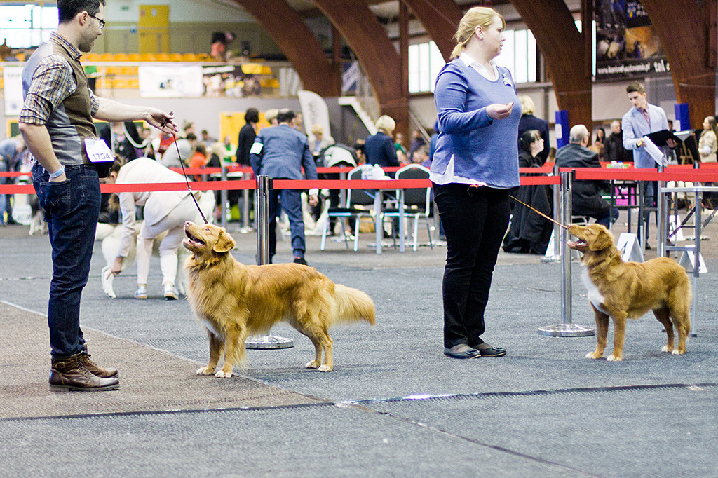 Edison steht für die Richterin zum Vergleich noch einmal neben dem Junghund