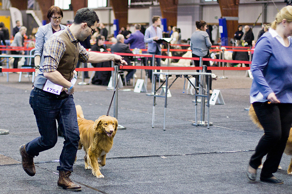 Edison läuft für die Richterin noch einmal auf einer geraden Bahn gegen den Junghund
