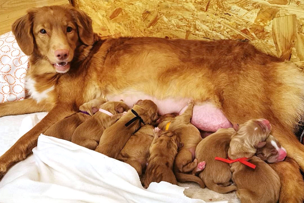 Dani liegt mit all ihren Welpen glücklich in der Welpenbox