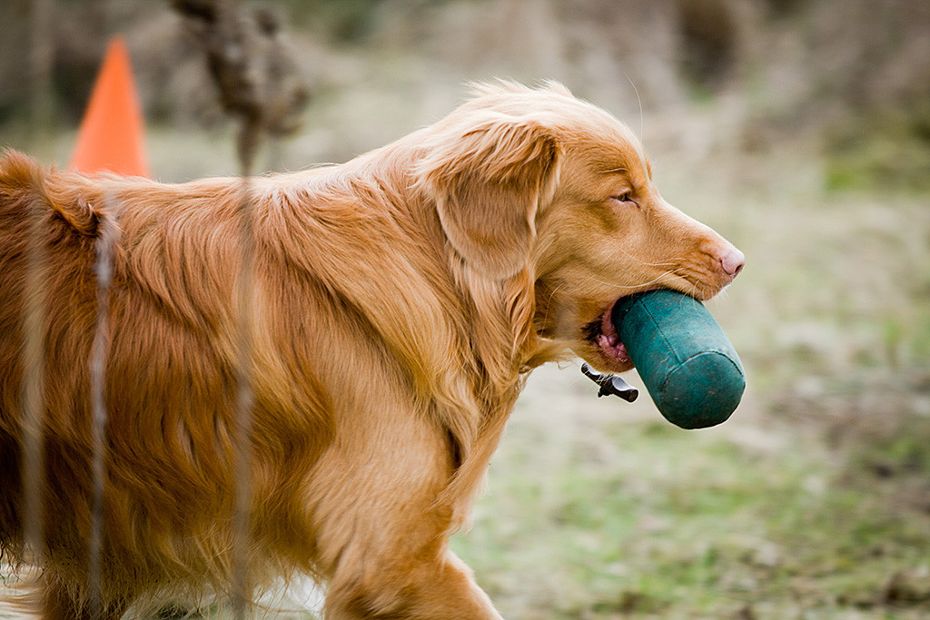 Edison mit Dummy im Fang in Nahaufnahme