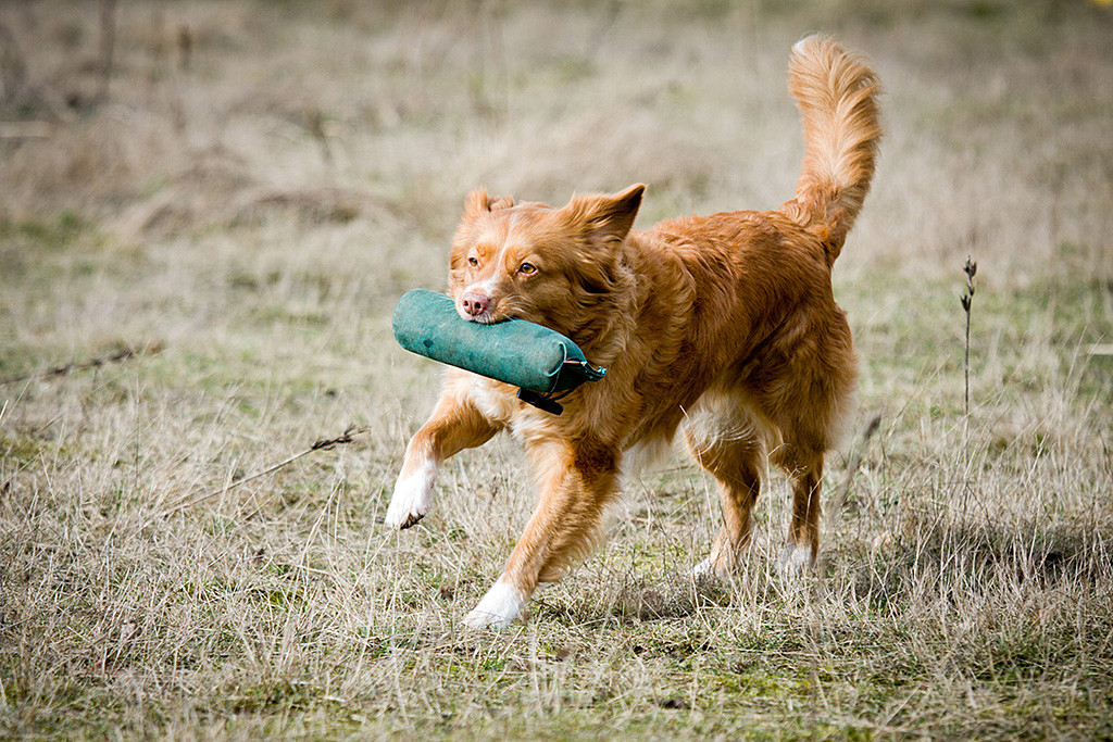 Frieda pest mit Dummy im Fang über das Trainingsgelände