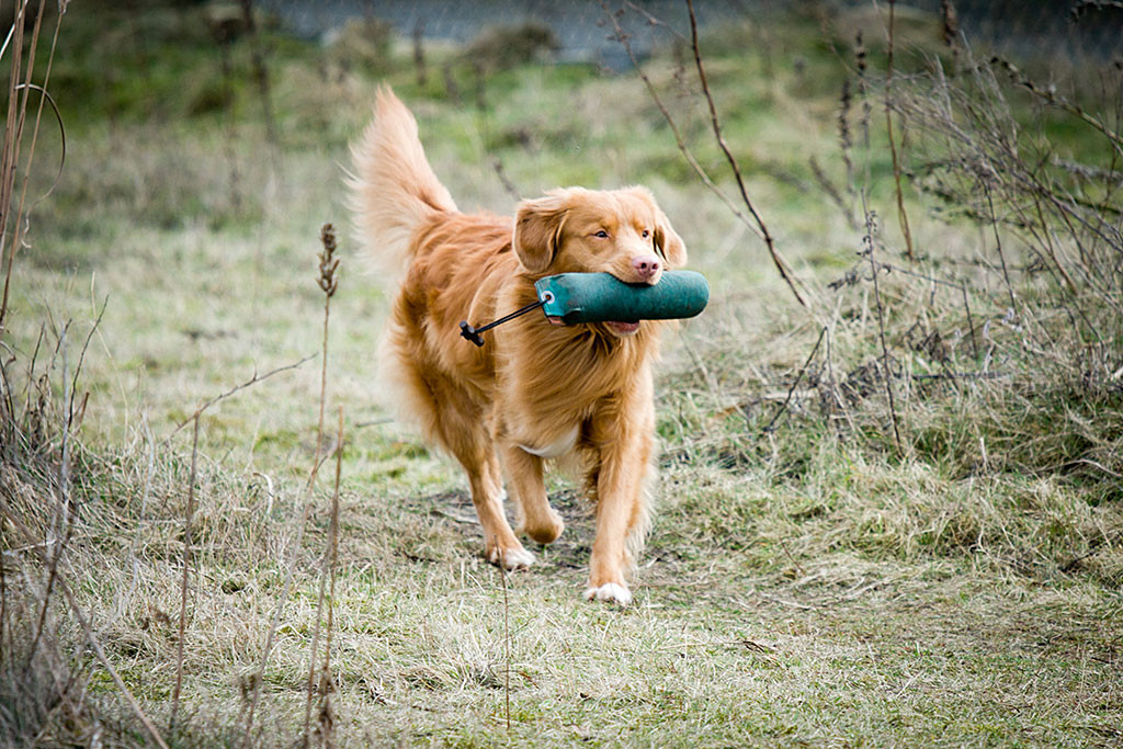Edison bringt einen Dummy zurück