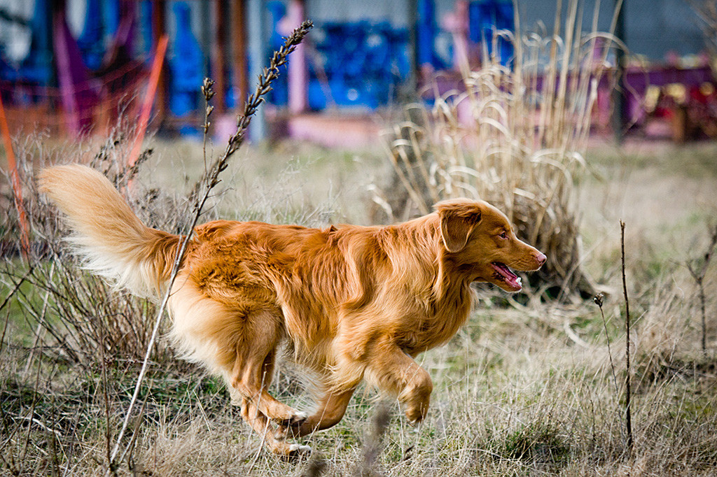 Edison rennt freudig Richtung Dummy