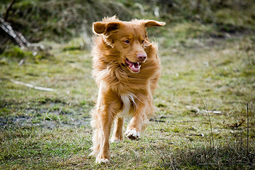 Edison mit wehendem Fell voller Elan auf dem Weg zum Dummy