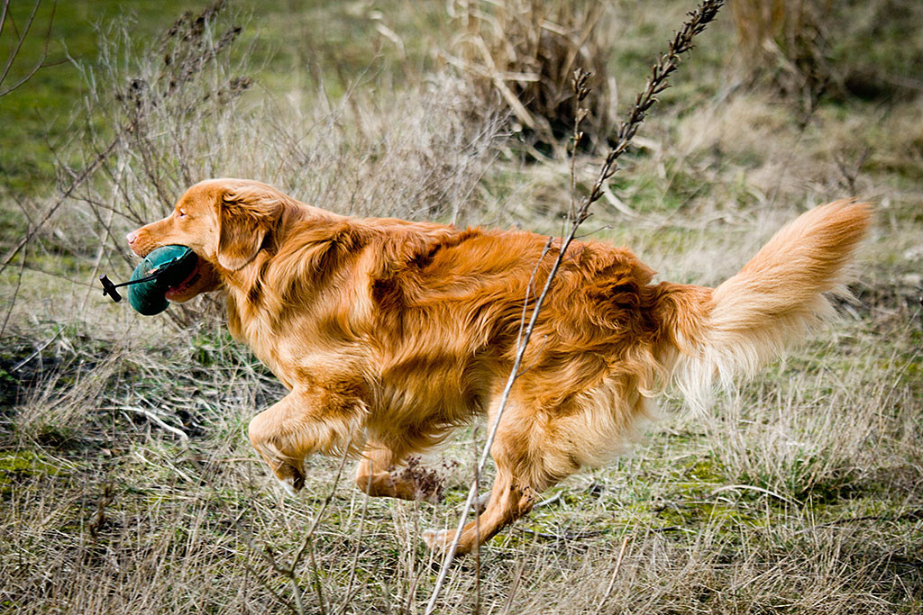 Edison rennt mit Dummy im Fang über das Trainingsgelände – von der Seite