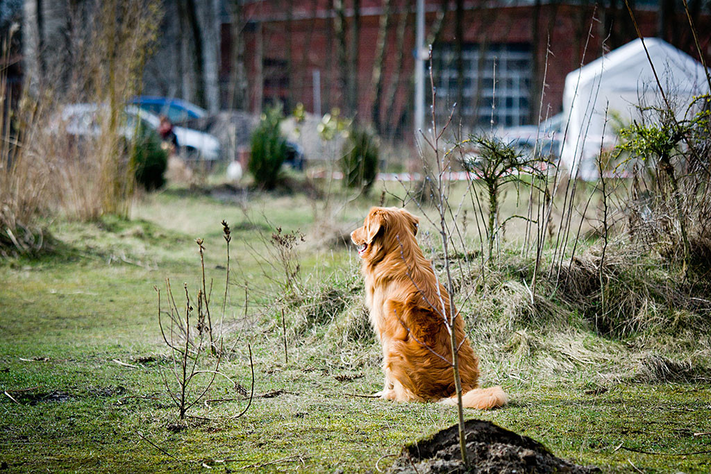 Edison sitzt mitten im Trainingsgelände und wartet auf neue Signale