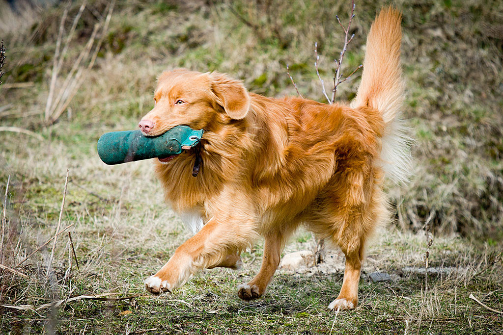 Edison rennt mit Dummy im Fang über das Trainingsgelände – von vorn