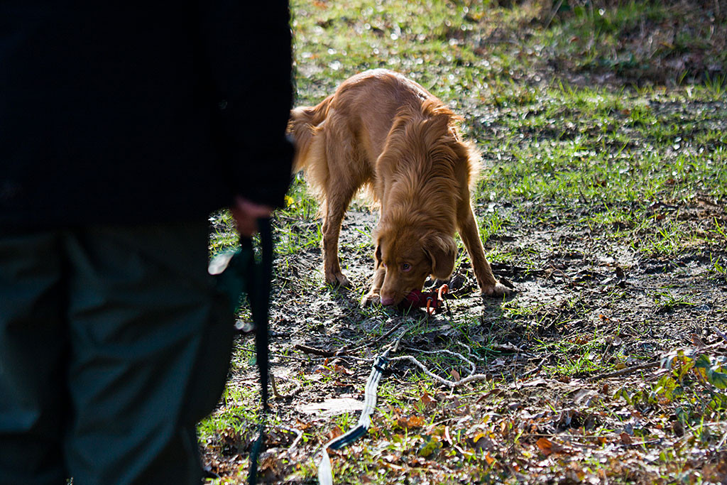 Edison apportiert das Dummy