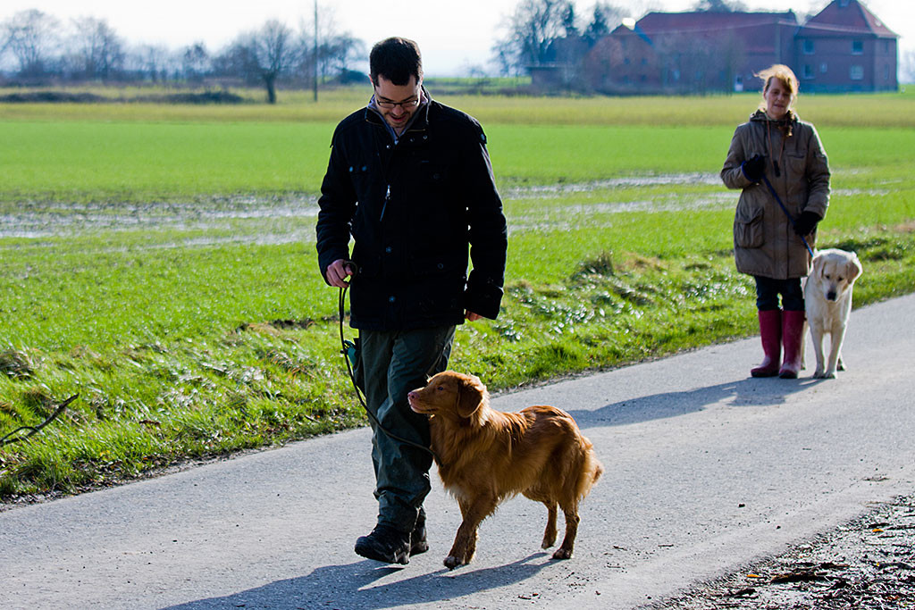 Edison läuft bei Fuß und schaut nach vorn