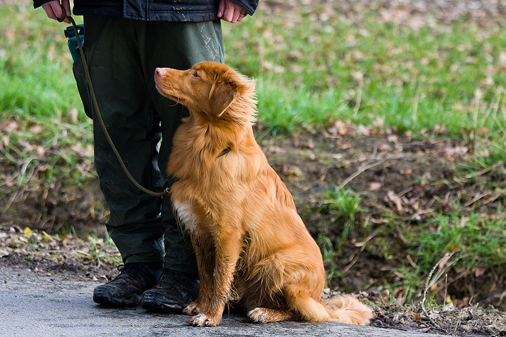 Edison sitzt aufmerksam neben mir und schaut schräg hoch