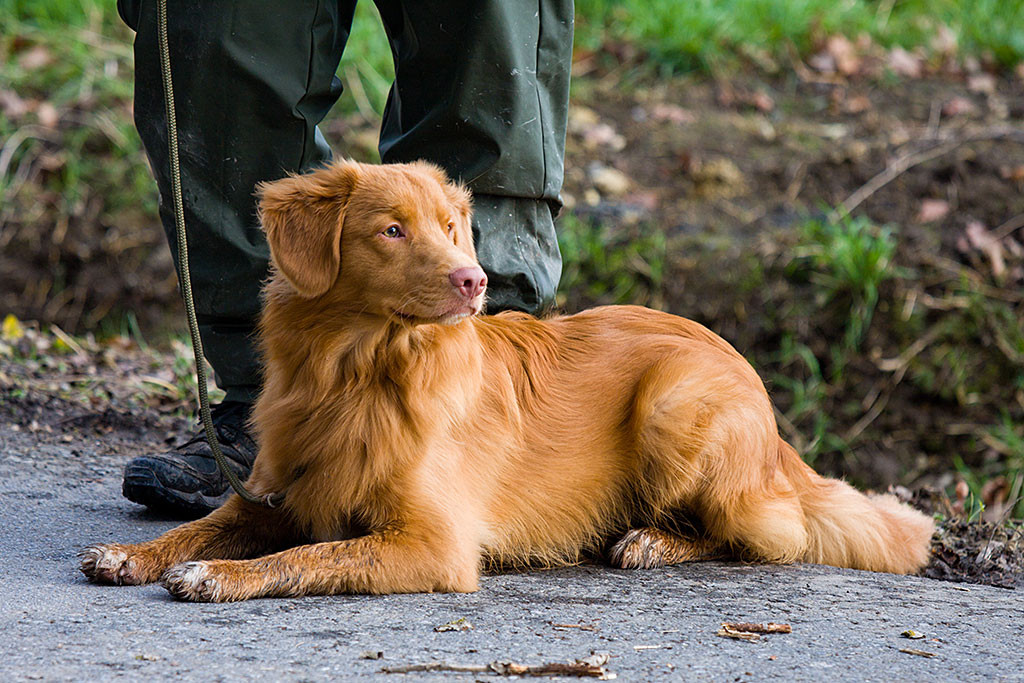 Edison liegt wartend vor mir und schaut interessiert zur Seite