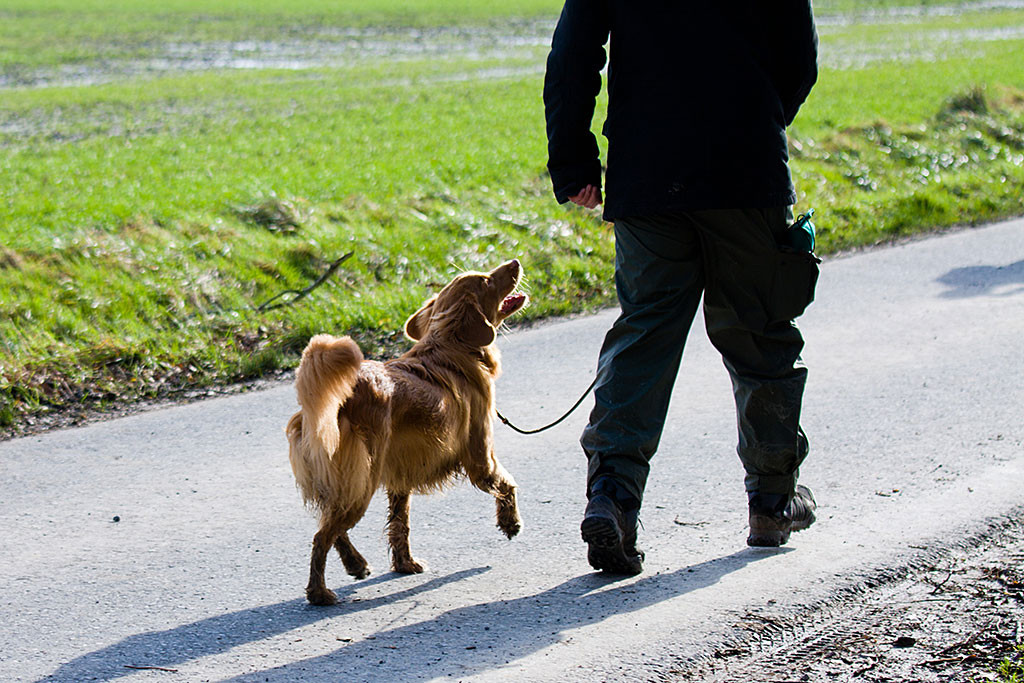 Edison folgt mir freudig bei Fuß und schaut mich dabei an