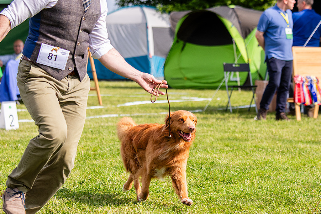 Newton läuft im perfekten Kreuzgang freudig an Stephans Seite durch den Ring