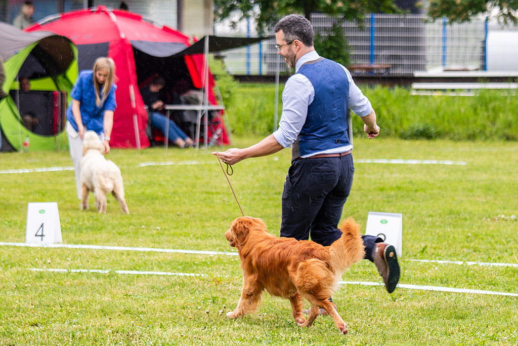 Newton läuft an Stephans Seite im perfekten Kreuzgang durch den Ring