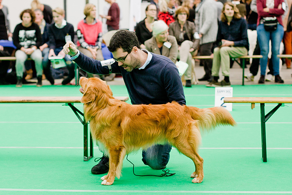 Edison bei der Wahl zum besten Rüden