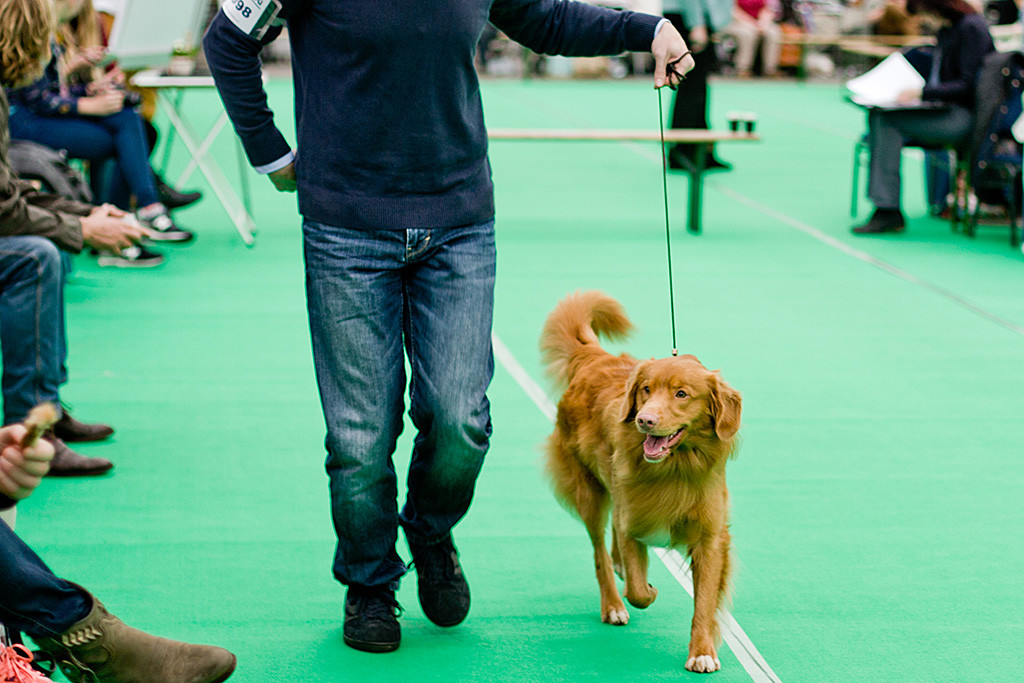 Edison läuft geführt von Stephan freudig durch den Ring