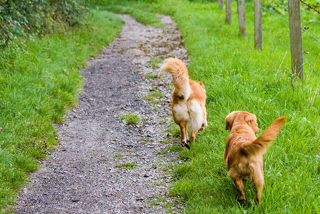 Edison und Frieda laufen auf einem Rasenstreifen vor uns her