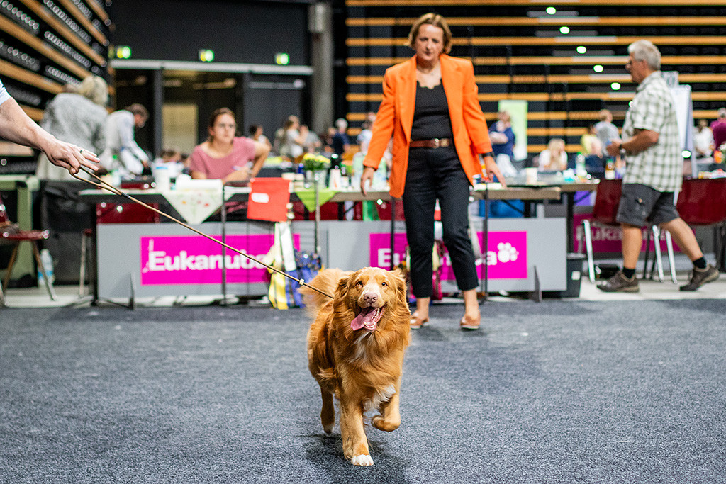 Newton läuft lächelnd mit seitlich hängender Zunge durch den Ring