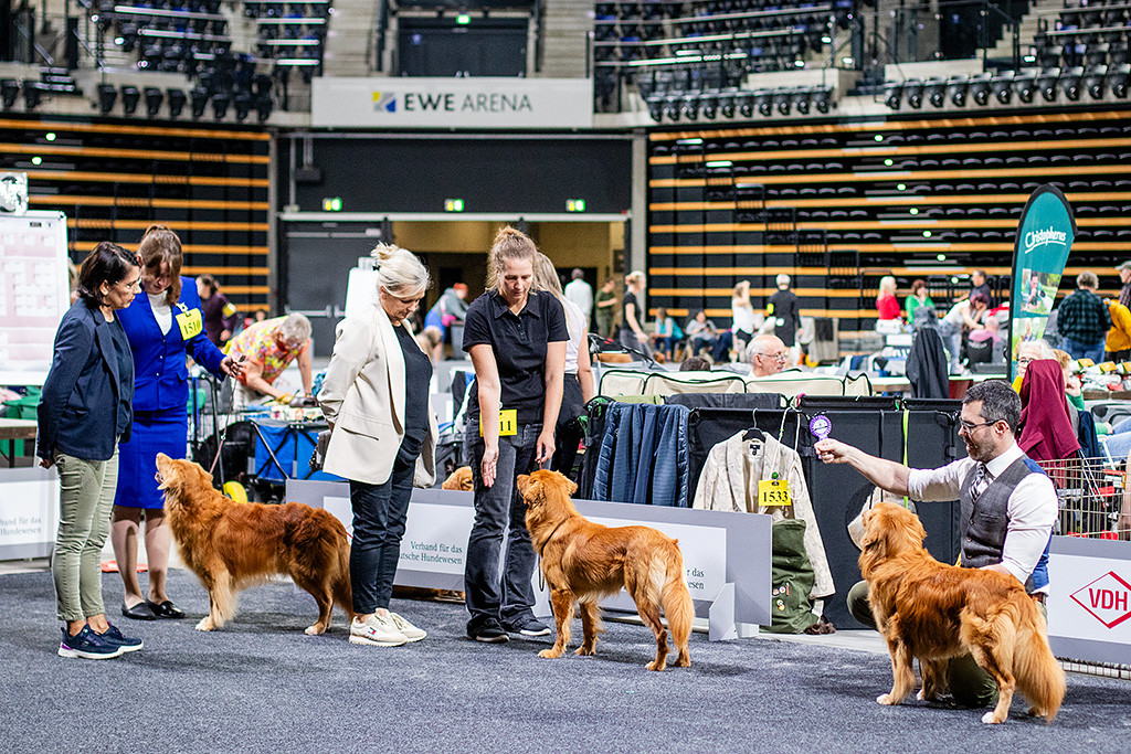 Edison, Newton und der Junghund bei der Wahl zum Rassebesten