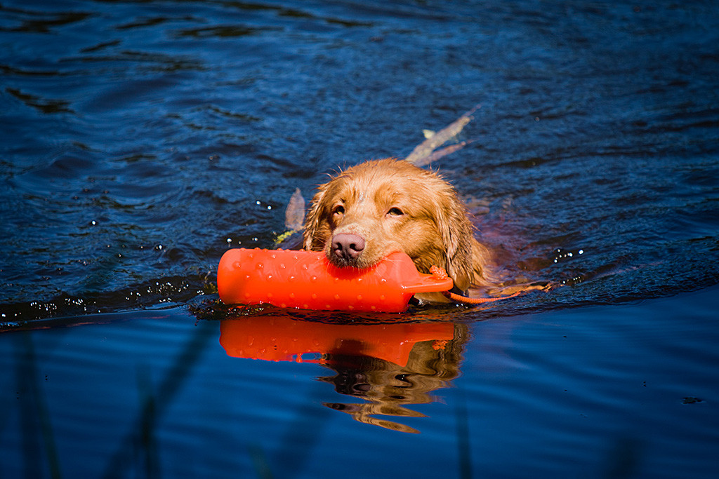 Edison schwimmt mit einem Dummy im Fang durchs Wasser auf die Kamera zu