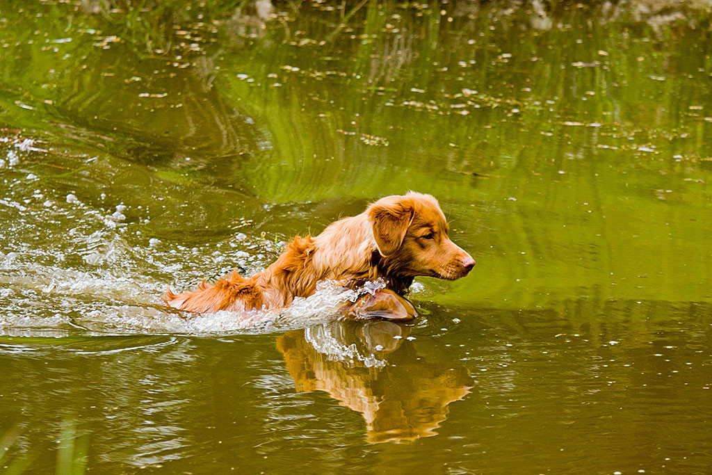 Edison fast vollständig im Wasser kurz vor dem Schwimmen